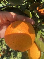 ORANGE VALENCIA - Image 1