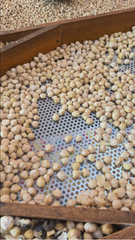 Premium Indonesian Candlenut – product photo 2, product detail gallery