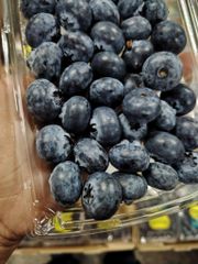 PREMIUM BLUEBERRIES FOR SALE - CLASS 1 EXPORT QUALITY BLUEBERRIES FROM SOUTH AFRICA – product photo 5, product detail gallery