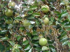 HOT SALE WITH STAR APPLE- BEST PRICE FOR HOLIDAY Grade A Type Apple Style Fresh Color Other Brand Name GW Weight (kg) 1 Variety - Image 2