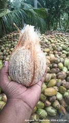 De Husked Coconut for sale - Image 2