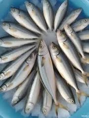 Mackerel Fish - Image 2