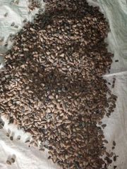 Cocoa Beans - Image 1