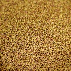 Certified Alfalfa Seed for Bulk Sale – High Yield, Nutrient Rich, Non-GMO Seed for Forage Production, Cover Crops, Sprouting, and Commercial Farming - Image 3