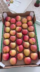 Apple Galla,Greben smith - Image 1