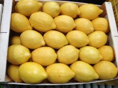FRESH YELLOW SEEDLESS LEMONS FOR SALE!! CLASS 1 EXPORT QUALITY EUREKA LEMONS FOR EXPORT – product photo 5, product detail gallery