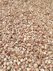 Betel Nut Split Great Quality 90-95 Moisture Max 5% Natural brown (no artificial coloring) – product photo 1, product detail gallery
