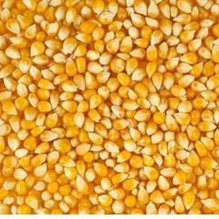 Maize – product photo 1, product detail gallery