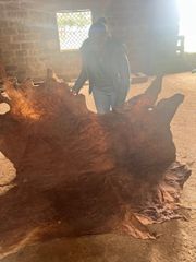 Sun Dried Cow Hides - Image 3