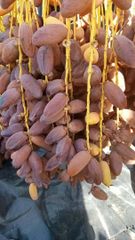Semi Dried Dates – product photo 2, product detail gallery