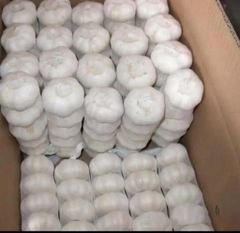Fresh Garlic - Image 1