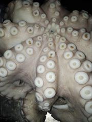 Octopus vulgaris - Image 1