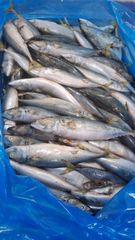 Frozen Whole Mackerel — Wild Caught — Premium Quality - Image 1