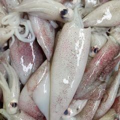 Frozen squid – product photo 4, product detail gallery
