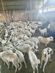 Frozen Lamb Meat – Whole Carcass (Bone-In) - Image 6