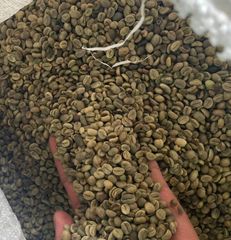 Arabica Green Coffee Bean - Origin Java, Indonesia, PT Harvest Nusa Trading, Lets Connect - Image 2