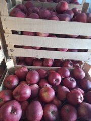 Fresh Apple Red Chief - Image 4
