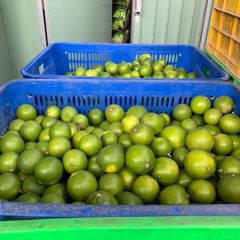 Fresh Lime/lemon Seedless from Vietnam with 100% Organic High Quality and Best Price for export – product photo 2, product detail gallery