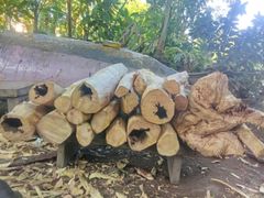 Sandalwood chips, logs and roots - Image 2
