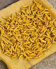 Factory Supply Top Selling Premium Quality Turmeric Finger Export Standard – product photo 3, product detail gallery