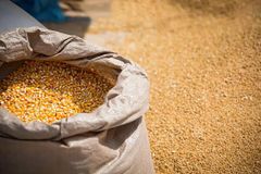 Maize (Corn) – product photo 5, product detail gallery