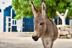 Wholesale live donkeys for sale with sturdy build and high endurance – product photo 2, product detail gallery