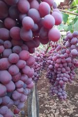 Fresh Red Globe Grapes Algeria 2026 - Image 3