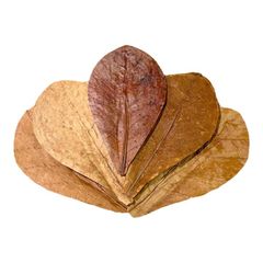 Cattapa Leaves Super Grade - Image 3