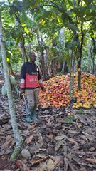 Cameroon Cocoa Beans – Grade 1 & Grade 2 – Traceable Origin - Image 3