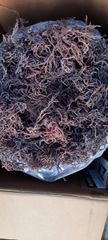 Wholesale dried seamoss Type dry seamos Grade Tope grade Shelf Life 24 months - Image 1