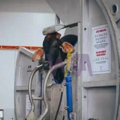 Livestock Abattoir Cattle Kosher Muslim Killing Box for Cow Slaughter Machine - Image 5