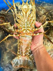 Frozen Fresh Lobsters Wholesale / Frozen Fresh Lobsters Export Bulk Price Fresh Live Lobsters For Food Service Suppliers - Image 3