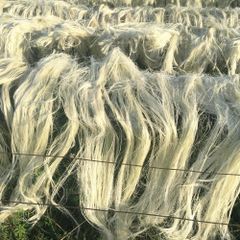 Clean Processed Sisal Fiber For Eco Friendly Packaging Cushioning Material And Sustainable Fiber Applications - Image 1