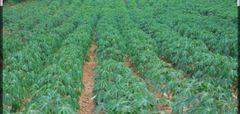Fresh Frozen Cassava from the Island of Vava’u, Tonga. - Image 1