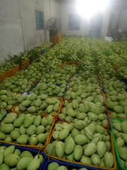 Fresh MangoPremium Quality Mango 100% Fresh Fruits - Linda Whatsap 0084 989 322 607 – product photo 5, product detail gallery