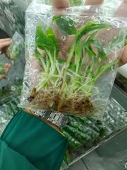 BANANA TISSUE CULTURE CAVENDISH - Image 3