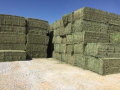 Alfalfa Al-Hijazi - Image 4