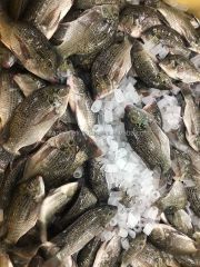 EXPORT-READY BLACK TILAPIA WHOLE ROUND: PERFECT FOR INTERNATIONAL DISTRIBUTION - Image 2