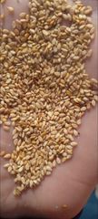 Sesame Seeds – product photo 3, product detail gallery