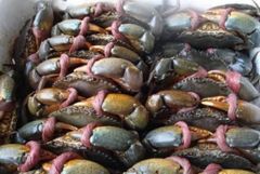 Frozen And I live  Mud Crab Meat - Image 6