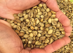 Robusta Coffee Green Beans Indonesia Java – product photo 1, product detail gallery