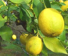 Turkish Citron Lemon Interdonato Lamas Type Lemon Style Fresh Color yellow or green Cultivation Type COMMON Place of Origin Bolu, - Image 2