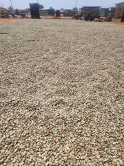 Raw Cashew Nuts (RCN) - Image 1