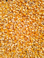 Indian Yellow maize - Image 3
