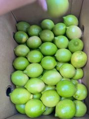 FRESH GREEN SEEDLESS LEMONS FOR SALE!! CLASS 1 EXPORT QUALITY EUREKA LEMONS FOR EXPORT – product photo 1, product detail gallery