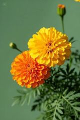 Marigolds – product photo 2, product detail gallery