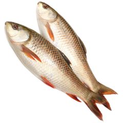 Frozen Rohu Fish Whole Gutted – Fresh Frozen Indian River Fish - Image 1