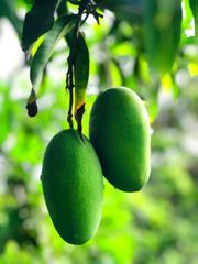 Pakistan export mango 🥭 – product photo 3, product detail gallery