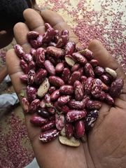 Bean, Nut & Seed – product photo 3, product detail gallery