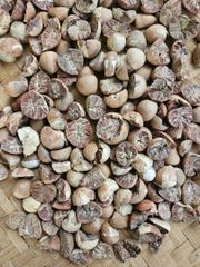 Betel Nut 80/85 grade – product photo 2, product detail gallery